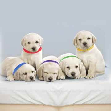 12-Piece: Whelping ID Collars Color Set
