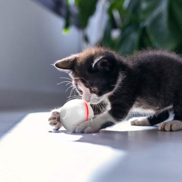 Cat Teaser Ball Automatic Self Rotating Interactive Cat Motion Exercise Toy