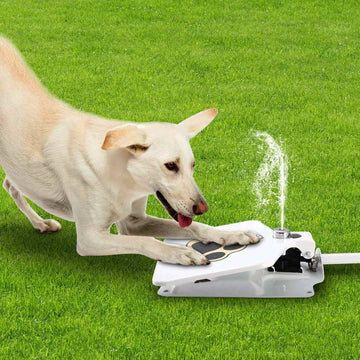 Dog Water Fountain