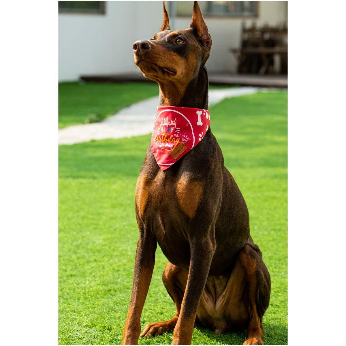 Big Brother Bandana Dog Birthday Double Layer Fabric Blue X-Large Size XL