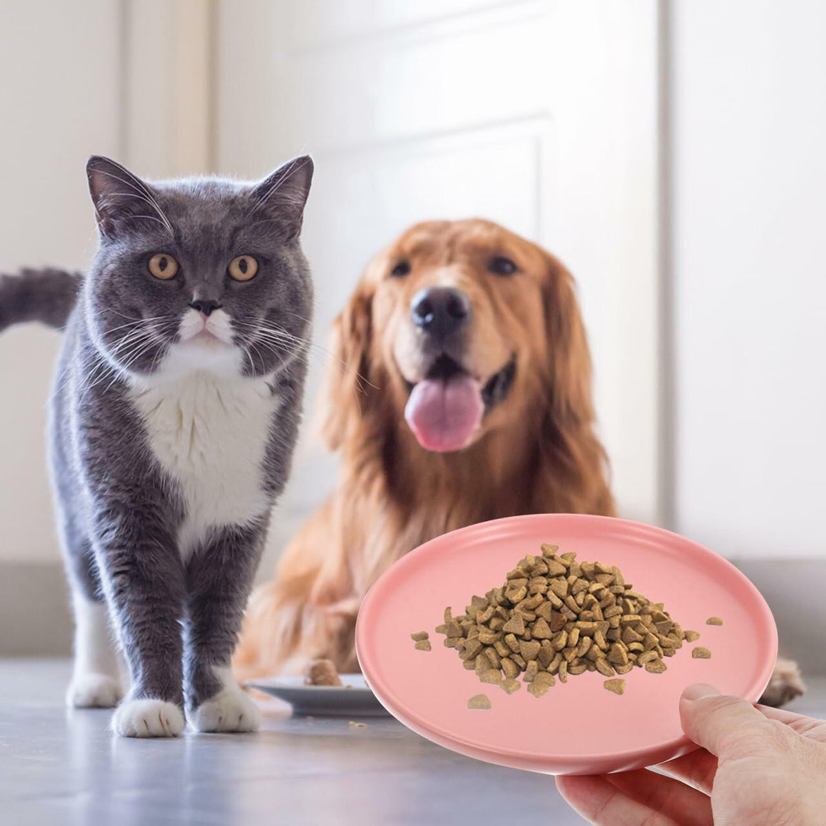 Balacoo Ceramic Cat Food Bowl Shallow Whisker Friendly Indoor Dish