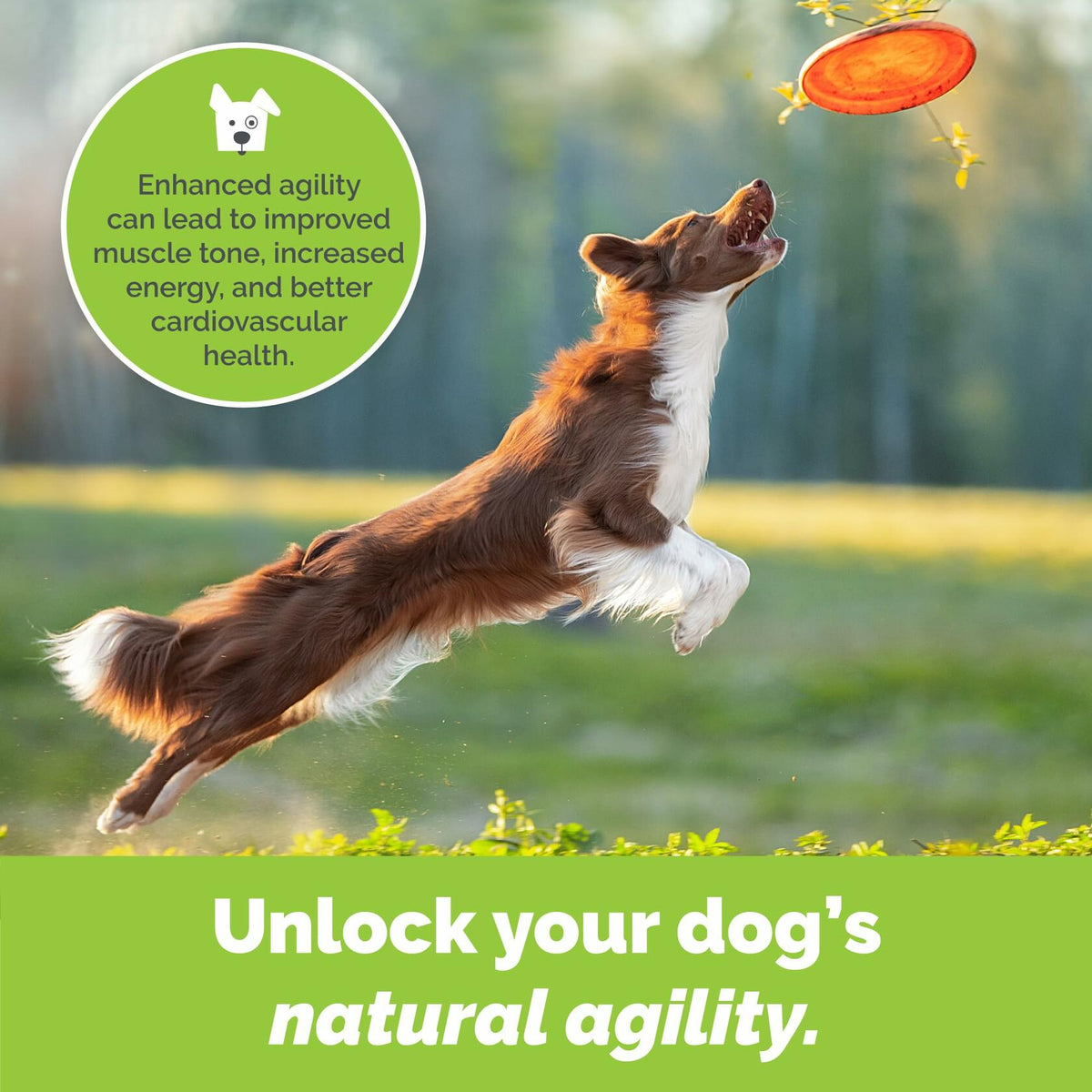 Dog Joint Support Powder – Beef Flavor Hip & Joint Supplement with Glucosamine