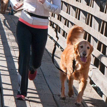The Buddy System Adjustable Hands Free Dog Leash